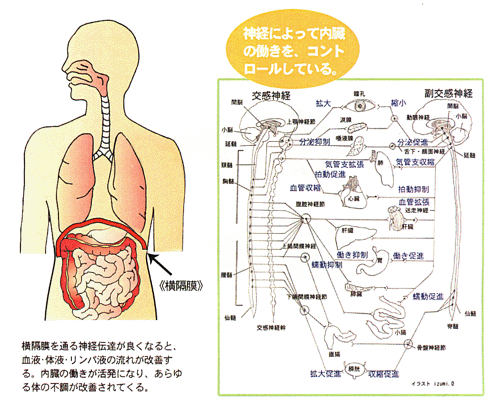neurotransmission_treatment_05.gif